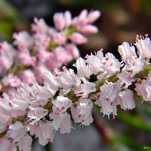 Polygonella robusta unspecified picture