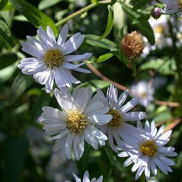 Aster microcephalus var. ovatus unspecified picture