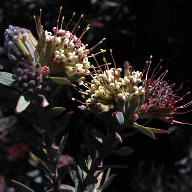 Leucospermum wittebergense unspecified picture