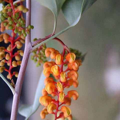 Grevillea wickhamii unspecified picture