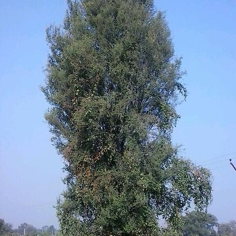 Acacia nilotica subsp. cupressiformis unspecified picture