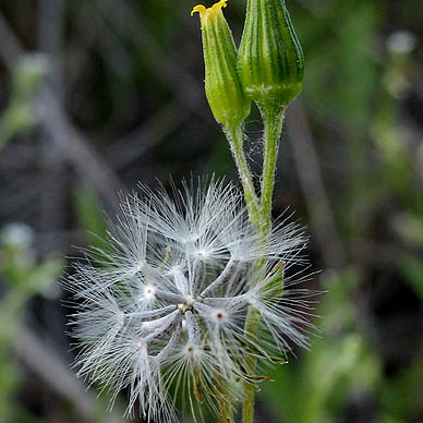 Senecio aphanactis unspecified picture