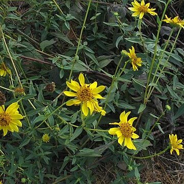 Helianthus gracilentus unspecified picture