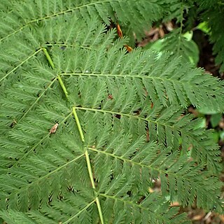 Leptopteris hymenophylloides unspecified picture