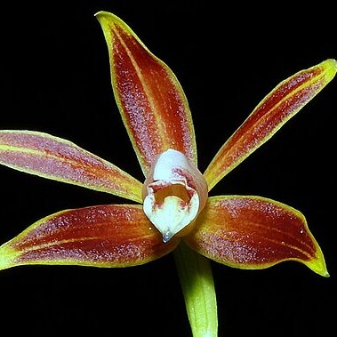 Phaius borneensis unspecified picture