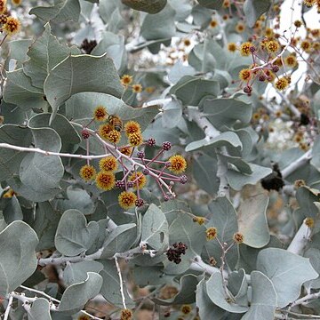 Acacia inaequilatera unspecified picture