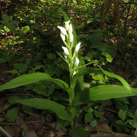 Cephalanthera longibracteata unspecified picture