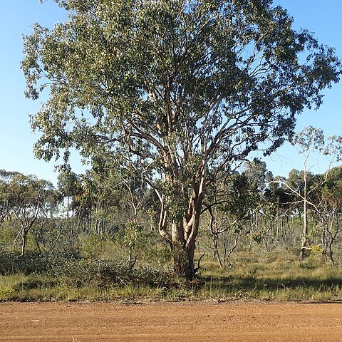 Eucalyptus sheathiana unspecified picture