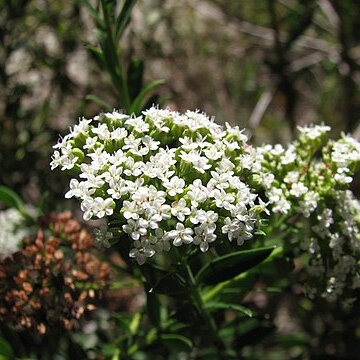 Platysace lanceolata unspecified picture