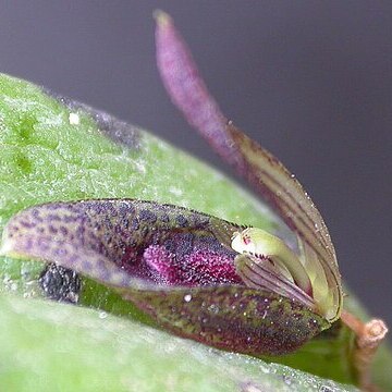 Acianthera saundersiana unspecified picture