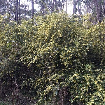 Acacia pentadenia unspecified picture