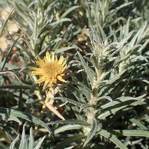 Carlina xeranthemoides unspecified picture