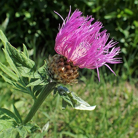 Centaurea transcaucasica unspecified picture