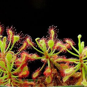 Drosera madagascariensis unspecified picture