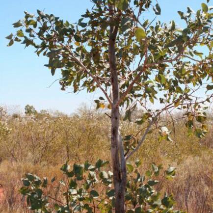 Eucalyptus pantoleuca unspecified picture