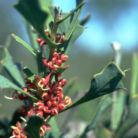 Hakea neospathulata unspecified picture