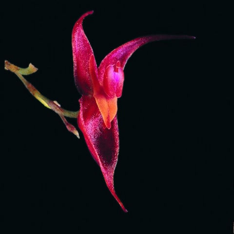 Lepanthes x stenosepala unspecified picture