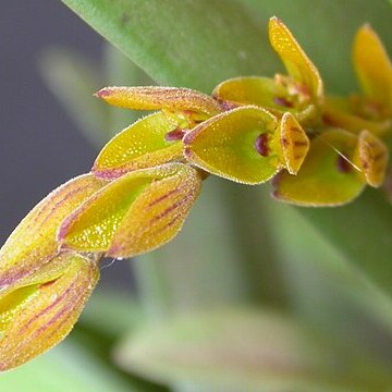 Acianthera klotzschiana unspecified picture