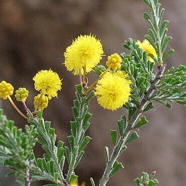 Acacia acanthoclada unspecified picture