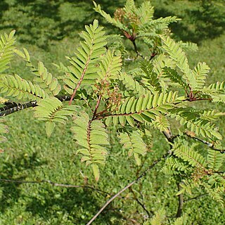 Sorbus setschwanensis unspecified picture