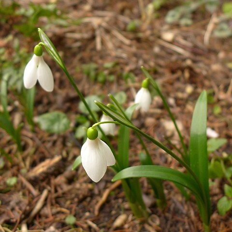 Galanthus lagodechianus unspecified picture