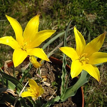 Tulipa kolpakowskiana unspecified picture