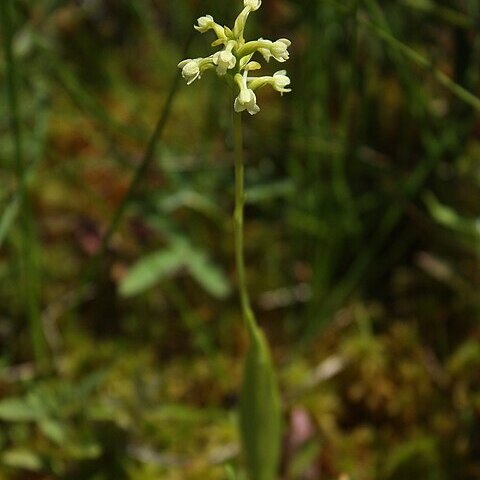 Platanthera clavellata unspecified picture