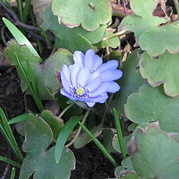 Hepatica transsilvanica unspecified picture