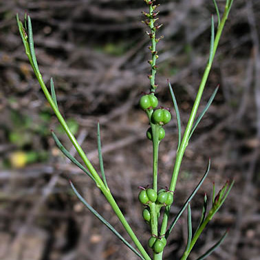 Stillingia linearifolia unspecified picture