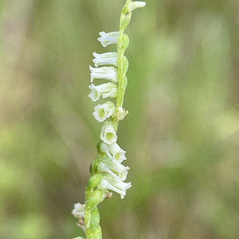 Spiranthes eatonii unspecified picture