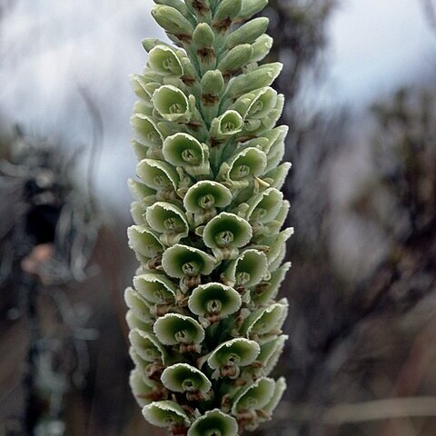 Altensteinia virescens unspecified picture