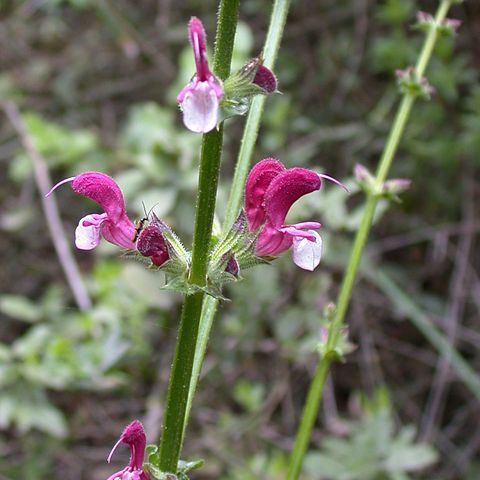 Salvia hierosolymitana unspecified picture