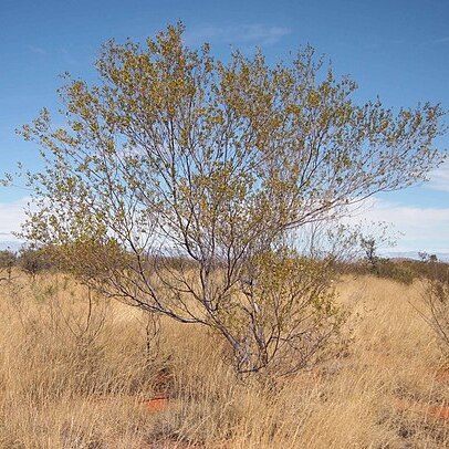 Acacia maitlandii unspecified picture