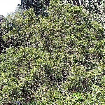 Buxus sinica var. insularis unspecified picture