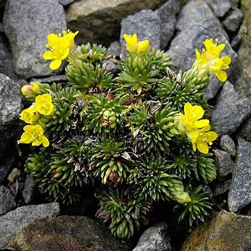 Saxifraga ferdinandi-coburgi unspecified picture