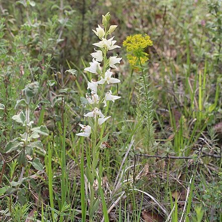 Cephalanthera epipactoides unspecified picture