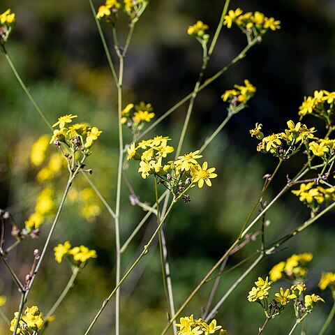 Othonna quinquedentata unspecified picture