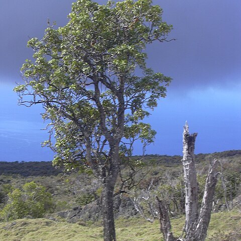 Polyscias oahuensis unspecified picture