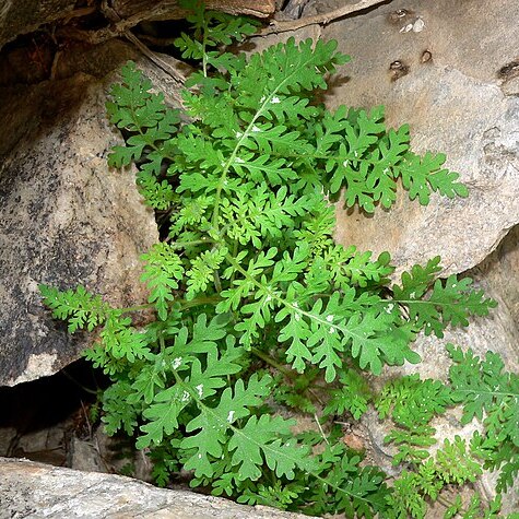 Eucrypta chrysanthemifolia var. bipinnatifida unspecified picture