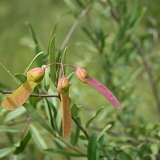 Polygalaceae unspecified picture