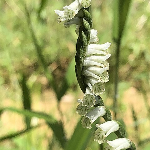 Spiranthes praecox unspecified picture