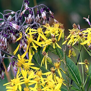 Senecio nemorensis unspecified picture