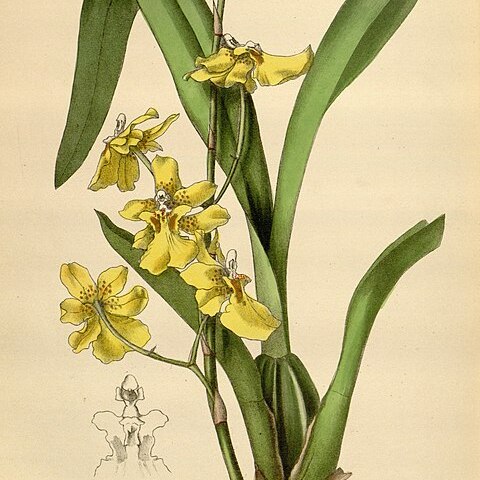 Oncidium sessile unspecified picture