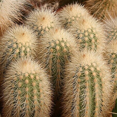 Echinocereus longisetus subsp. freudenbergeri unspecified picture