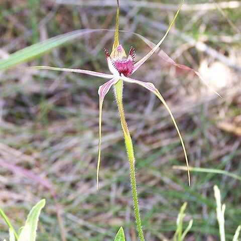 Caladenia paludosa unspecified picture