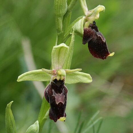 Ophrys x devenensis unspecified picture