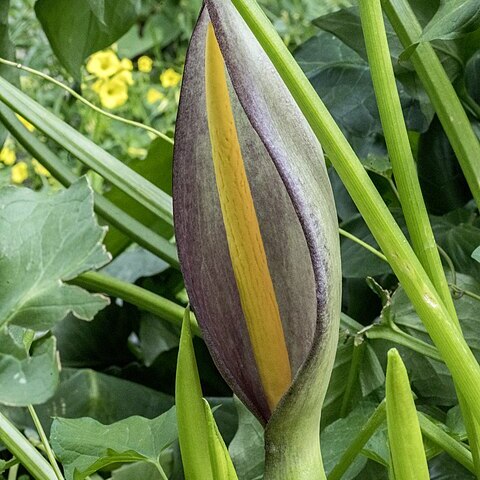 Arum concinnatum unspecified picture