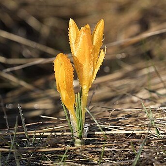 Crocus danfordiae unspecified picture