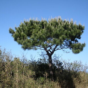 Pinus luchuensis unspecified picture