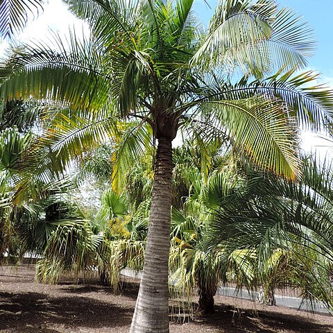 Ravenea madagascariensis unspecified picture